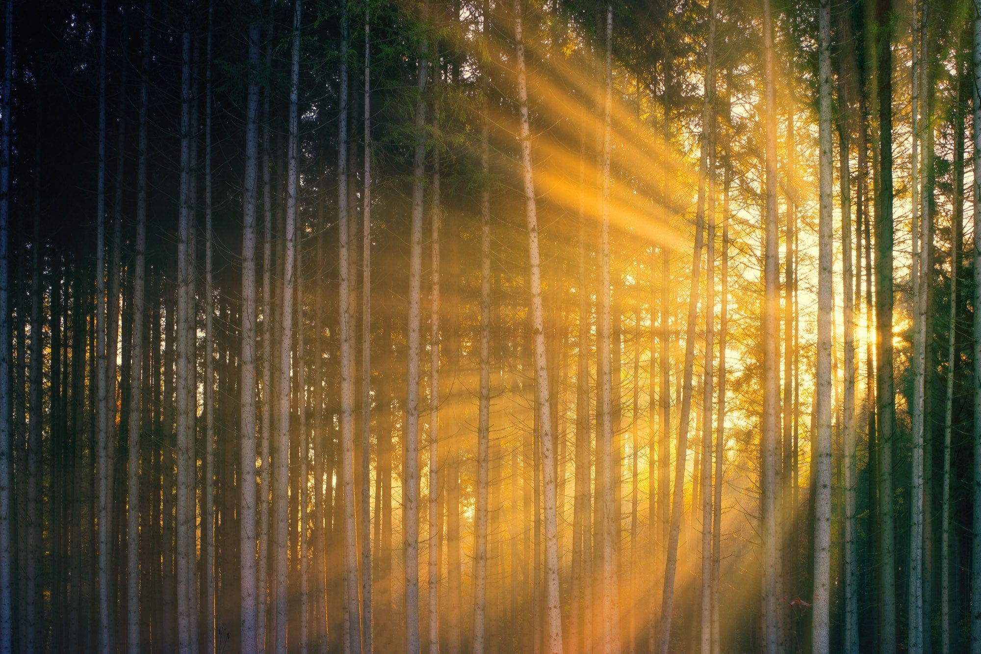 Dichter Nadelwald, warmes Sonnenlicht fällt zwischen die Stämme